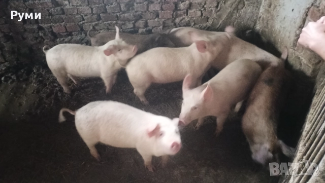 Продавам прасенца, снимка 6 - Прасета - 52857384