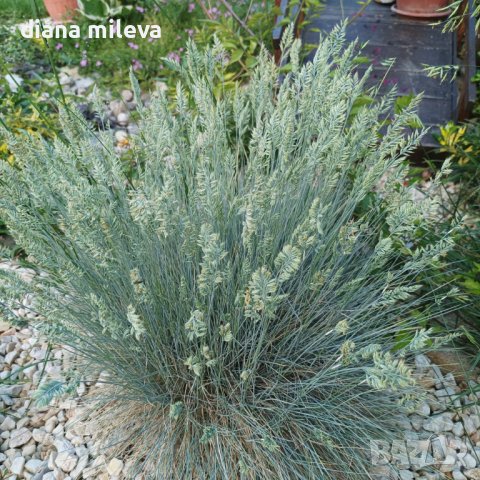 Фестука, синя трева / Festuca glauca, снимка 8 - Градински цветя и растения - 39298216