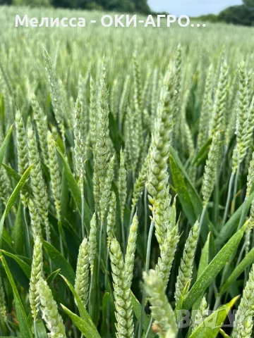 ОКИ-АГРО ЕООД - НАЕМА И ИЗКУПУВА ЗЕМЕДЕЛСКА ЗЕМЯ, снимка 4 - Земеделска земя - 50397987