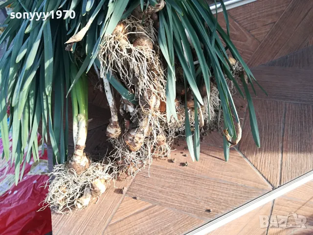 НАРЦИСИ-25ЛВ ЗА ЛОТ ОТ 25БР С ЛУКОВИЦИ 1104250533, снимка 11 - Градински цветя и растения - 49853468