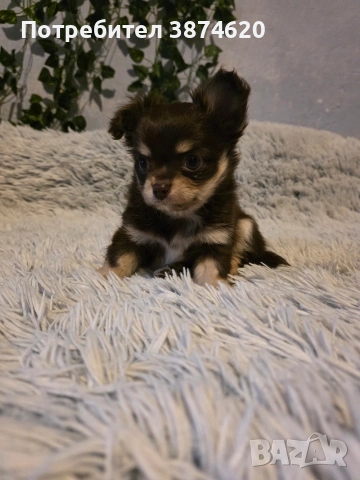 чихуахуа момченца , снимка 5 - Чихуахуа - 53389402