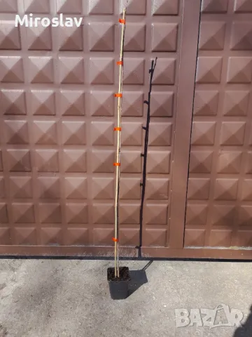 Лирово дърво-(Лириодендрон), снимка 9 - Градински цветя и растения - 49373611