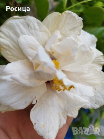 китайска роза 