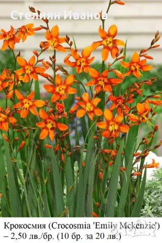 КРОКОСМИЯ (Crocosmia) сортове – луковици, снимка 9 - Сортови семена и луковици - 49327886