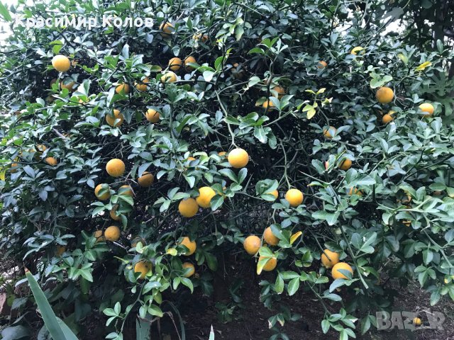 Портокал трилистен,Poncirus trifoliata, семена и растения, снимка 14 - Градински цветя и растения - 27077029