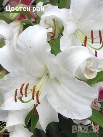 Луковици на лилиум 