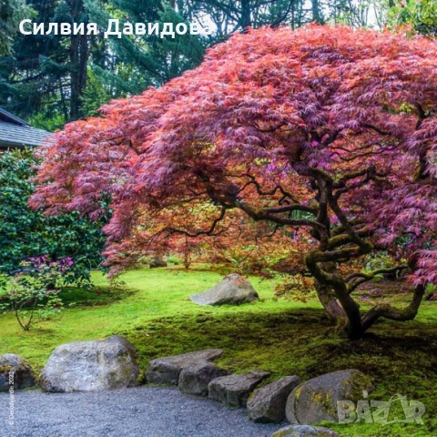 Японски клен Acer, снимка 8 - Градински цветя и растения - 52499746