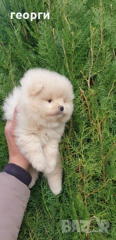 Померан померанче, снимка 11 - Померан - 32224916