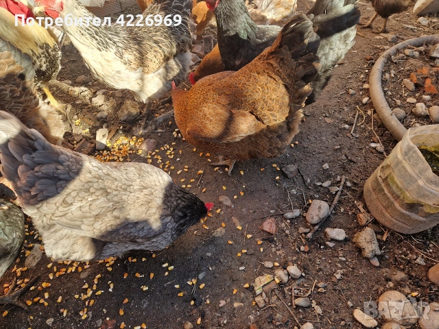 Мисирки пуйки и кокошки, снимка 8 - Кокошки и пуйки - 53257165