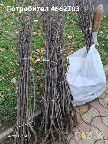 Вишна планта, снимка 4 - Разсади - 52566098