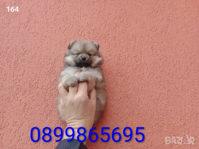 Мъжки Померан. Снимки от 18.02.26 г. , снимка 2 - Померан - 53508637