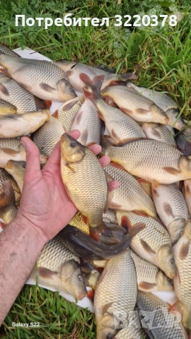 Продавам зарибител-шаран , снимка 6 - Рибки - 53470540
