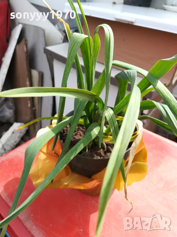 лук чесън в саксия с почва 2003241535, снимка 3 - Градински цветя и растения - 44860841