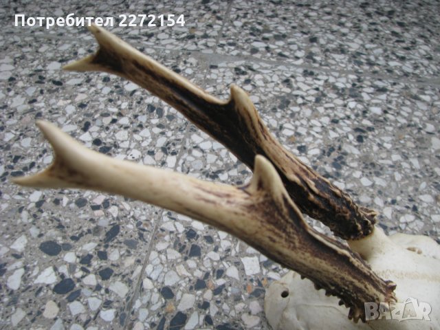 Череп с рога от сръндак, снимка 3 - Антикварни и старинни предмети - 28259143