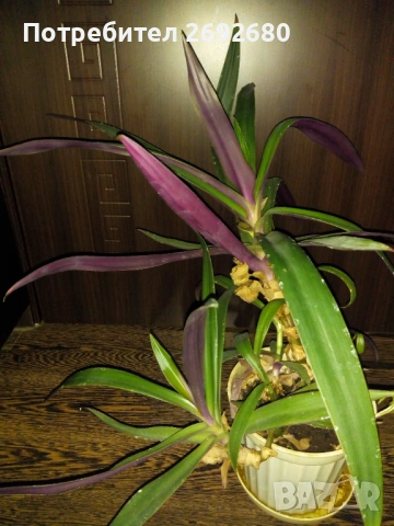 Традесканция рео-75см., снимка 9 - Стайни растения - 45950432
