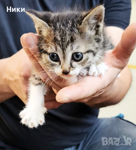 Подарявам две малки котенца, снимка 1