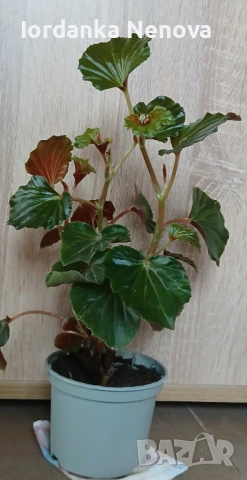 БЕГОНИЯ , снимка 3 - Стайни растения - 43743075