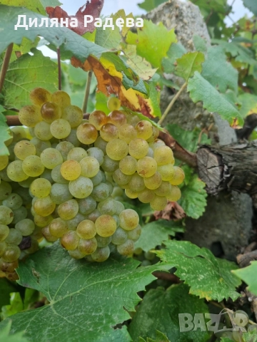Грозде сорт: АЛИГОТЕ, снимка 1
