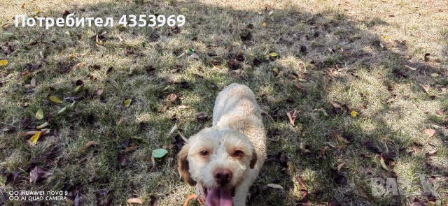 Куче за Трюфели. , снимка 3 - Други - 51440984