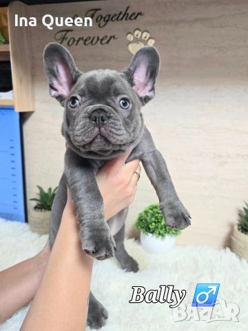 Родословни Френски Булдог Лилак 