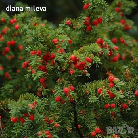 Тис, Taxus baccata, студоустойчив , снимка 3 - Градински цветя и растения - 53068902