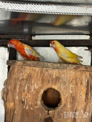 Пенантови розели, снимка 8 - Папагали - 51472697