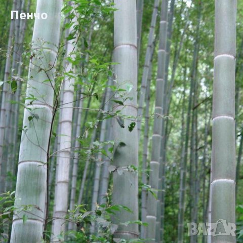 40 броя редки бамбукови семена зелен бамбук Moso-Bamboo Pla мосо бамбо растение декорация украса за , снимка 3 - Сортови семена и луковици - 27687066