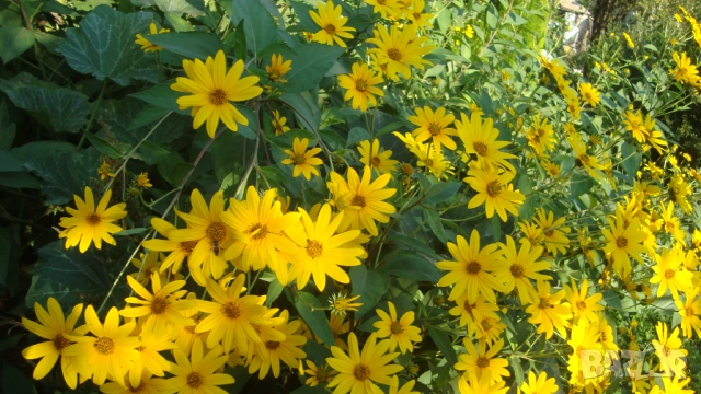 Земна ябълка, Гулия (Helianthus tuberosus), снимка 5 - Други - 52412619