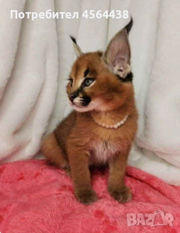 Наличен сервал каракал f1 Каракал със савана f1 котенца, снимка 2 - Други - 51364847