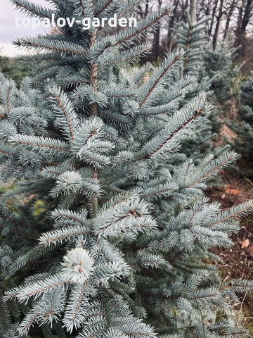 Сребрист Смърч , снимка 3 - Градински цветя и растения - 52665193