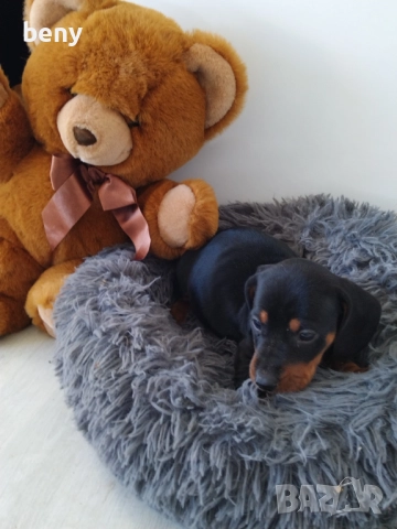 Мъжко Дакелче, снимка 6 - Дакели - 52938767