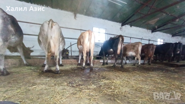 Продавам стадо крави джарсей. 34 броя редовни дойни. Повечето са бременни 7-ми месец., снимка 4 - Крави - 52032985