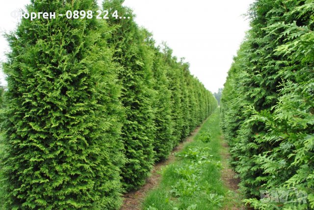 Западна туя Фастигиата Thuja occidentalis Fastigiata , снимка 2 - Разсади - 38067314