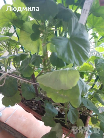 Мушкато,големи,отгледани ОСТАНАЛИ 9бр.ДОГОВАРЯНЕ., снимка 10 - Стайни растения - 51304792