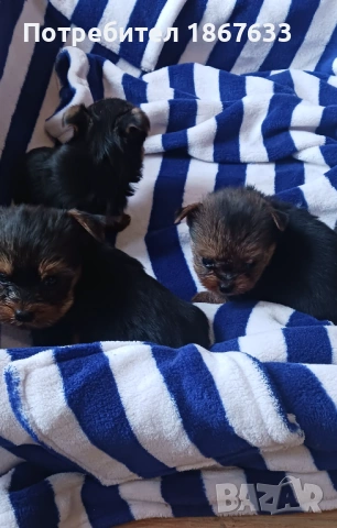 Йоркширски териер, снимка 2 - Йоркширски териер - 53196320