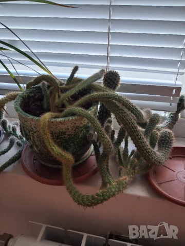 Стайни цветя - кактус, снимка 2 - Стайни растения - 51456508