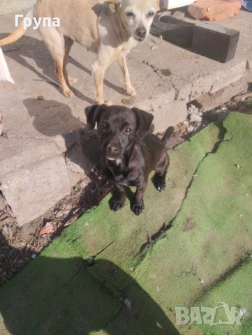 Продавам 2 Кучета , снимка 4 - Пинчер - 53068416