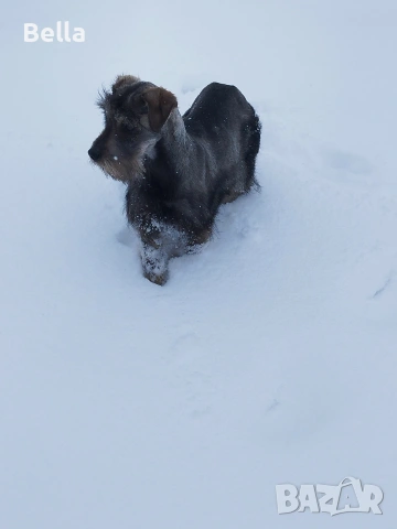 Мини шнауцер , снимка 11 - Други - 53119397