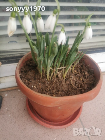 ЛОТ ОТ КОКИЧЕТА-ГРЪМ В САКСИЯ И ЛУКОВИЦИ 0702261803, снимка 7 - Градински цветя и растения - 53394722