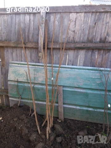 Пламкот (Сливо-кайсиев хибрид), снимка 5 - Разсади - 52172987