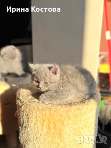 Малки клепоухи Британчета, снимка 2 - Британска късокосместа - 52920418