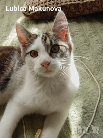 Безплатно, снимка 4 - Мейн кун - 52004434