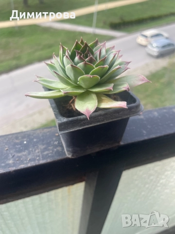 Кактус, ешеверия, снимка 4 - Стайни растения - 45525898