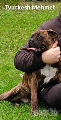 тигров боксер.........