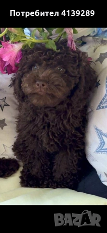 Мини пудел мини, снимка 2 - Пудели - 52755301