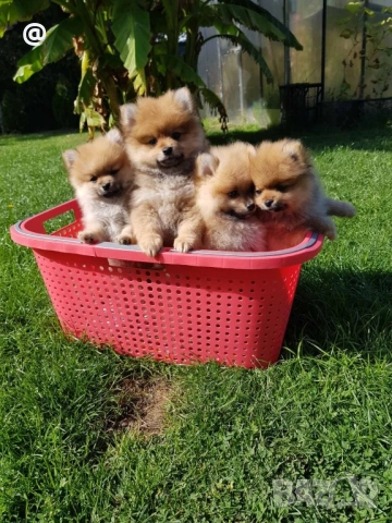 Померан померани Гр. София, снимка 4 - Померан - 51952079