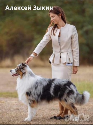 Кученца австралийска овчарка, снимка 1 - Други - 44002178