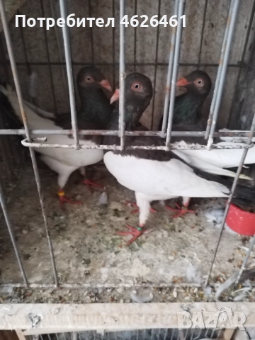 Датски летачи, снимка 9 - Гълъби - 52098870