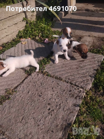 Джак ръсел, снимка 3 - Джак ръсел териер - 52887077