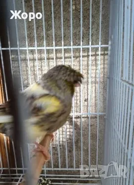 Продавам канари, снимка 12 - Канари - 48303441